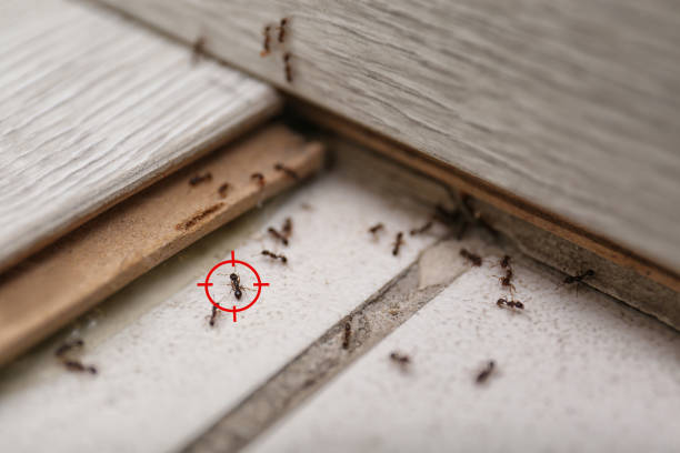 Pest Control for Restaurants in Rogers, MN