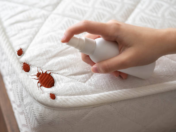 Best Termite Control Services  in Rogers, MN